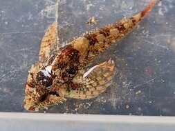 Image of Rosy sculpin