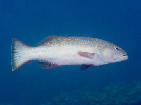 Image of Polkadot Cod