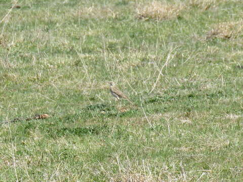 Image of Australian Pipit