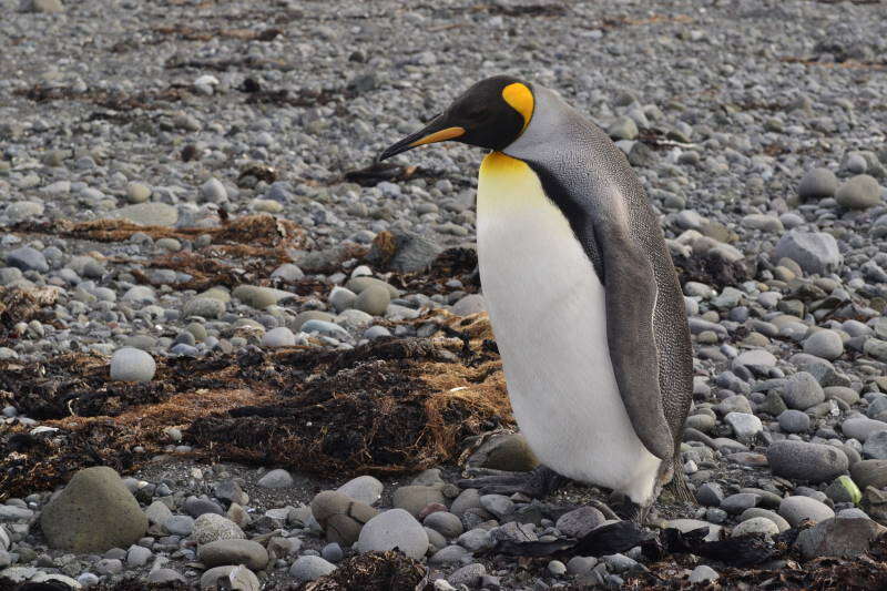 Image of King Penguin