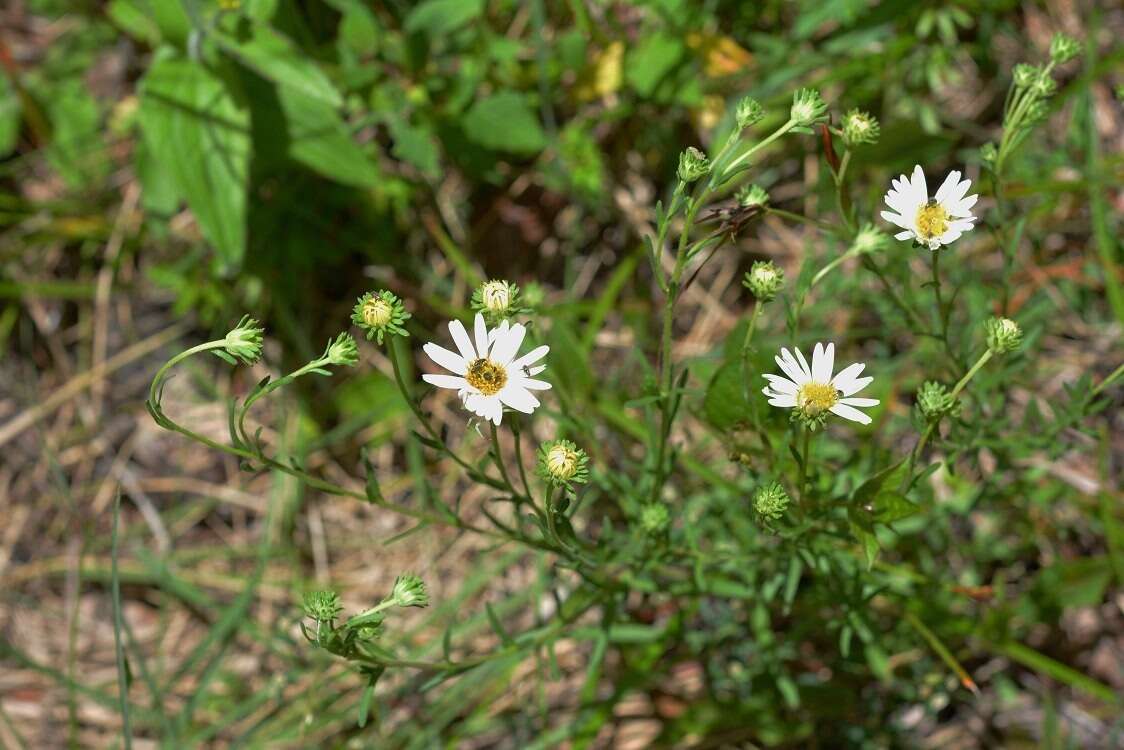 Image de Symphyotrichum trilineatum (Sch. Bip. ex Klatt) G. L. Nesom