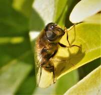 Image of Eristalis pertinax (Scopoli 1763)