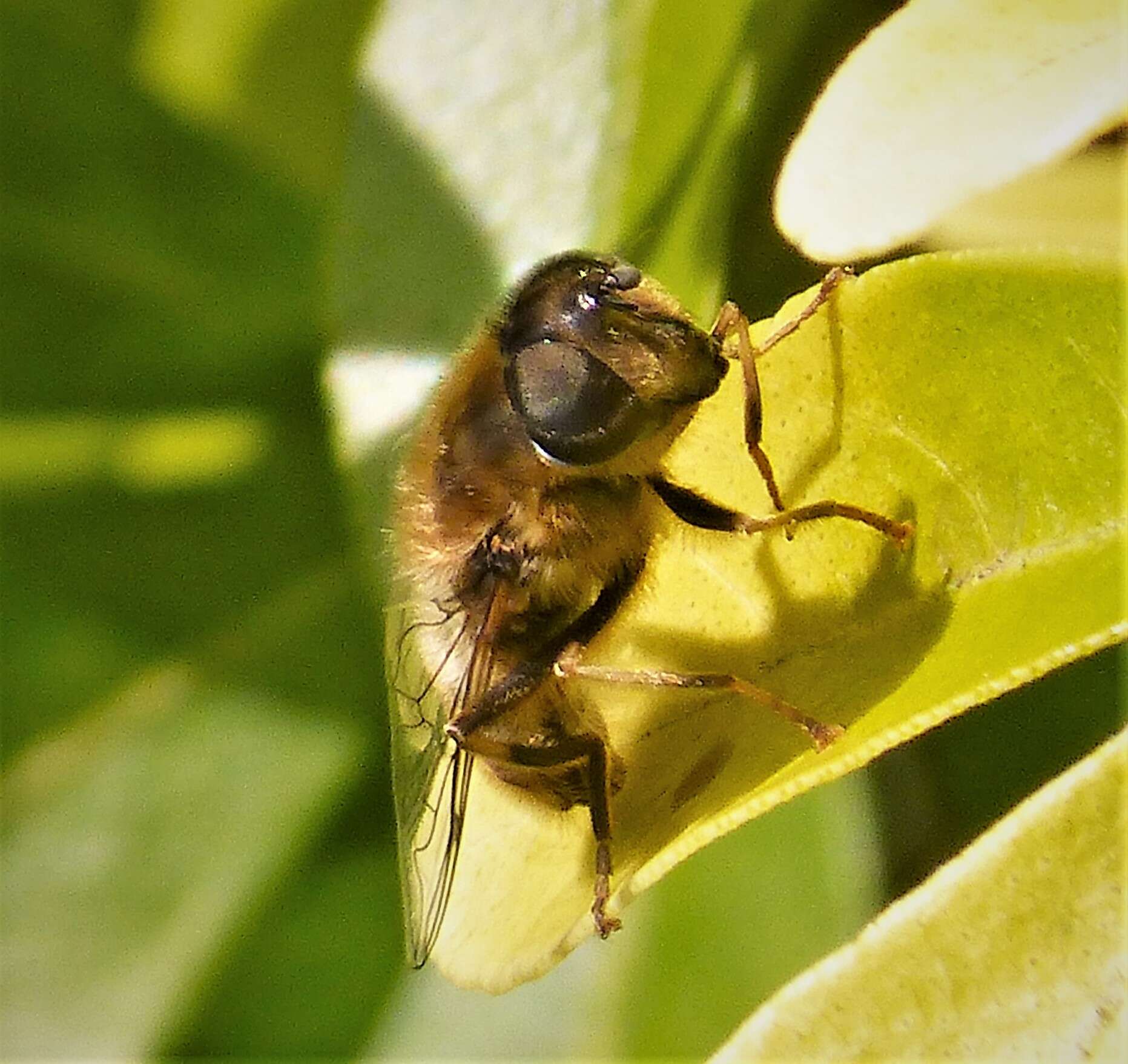 Image of Eristalis pertinax (Scopoli 1763)