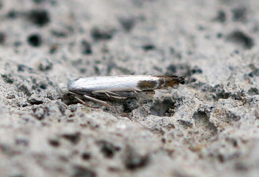 Image of apple leaf miner