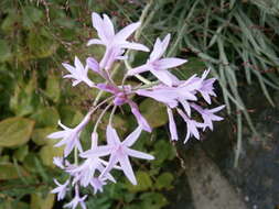 Tulbaghia violacea Harv. resmi