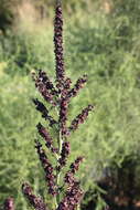 Image of black false hellebore