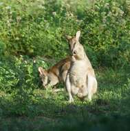 Image of Agile Wallaby