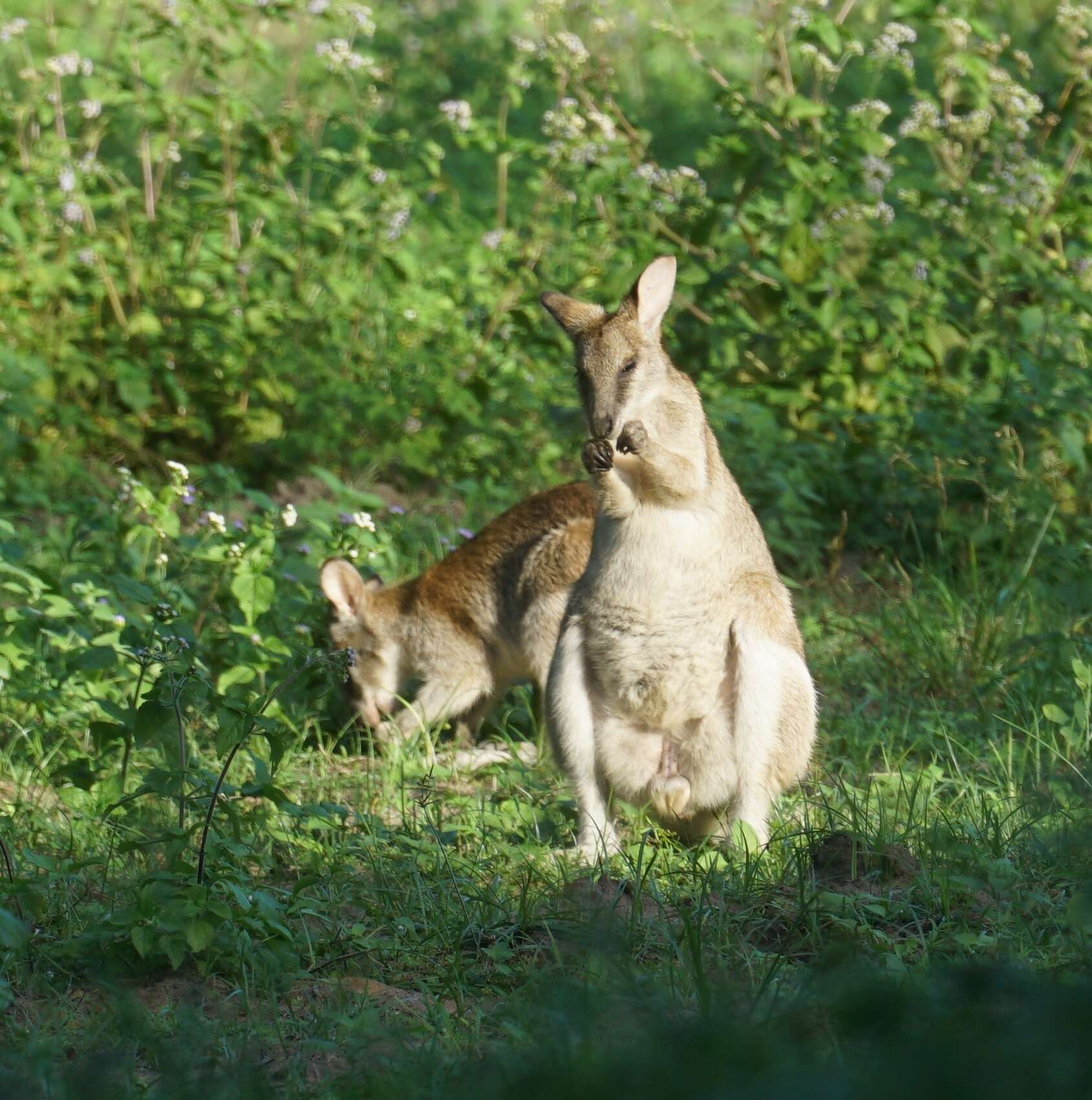 Image of Agile Wallaby