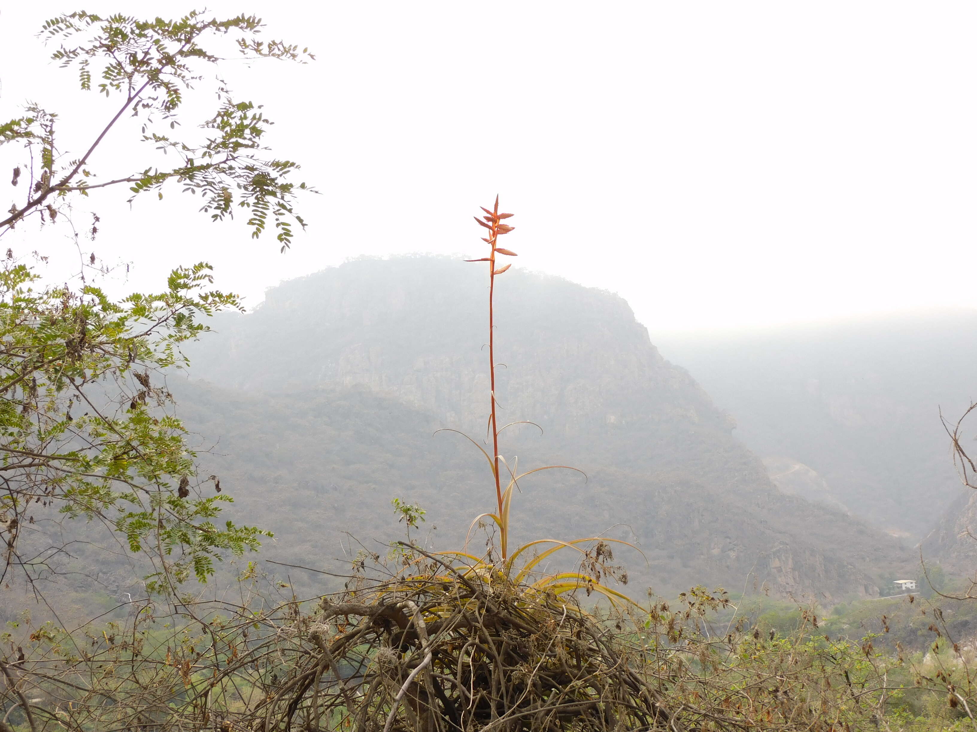 Image of Airplants