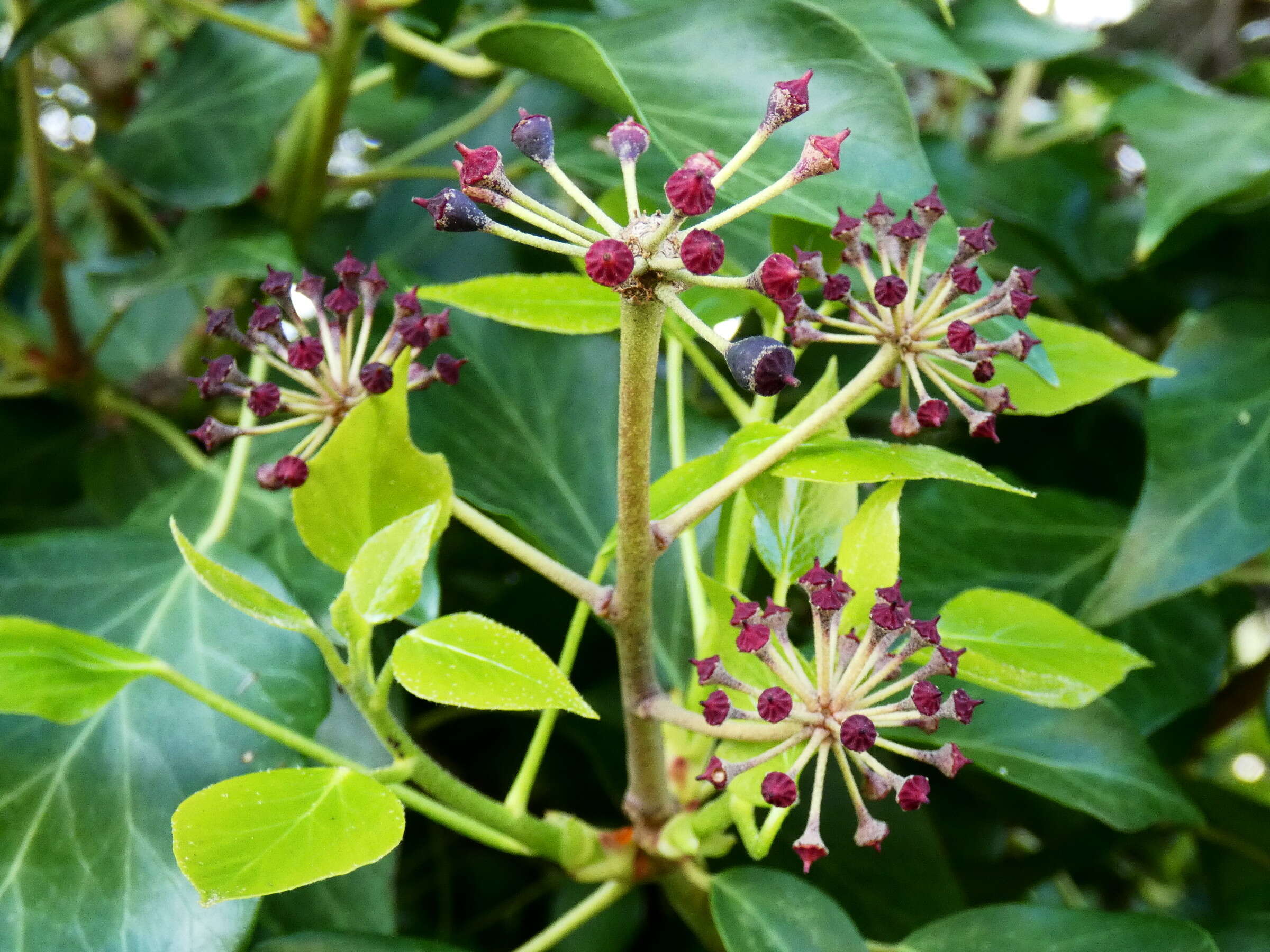 Image of English ivy