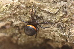 Image of Steatoda paykulliana (Walckenaer 1806)