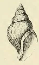 Image of Turrisipho moebii (Dunker & Metzger 1875)