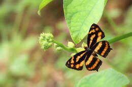 Image of Symbrenthia lilaea