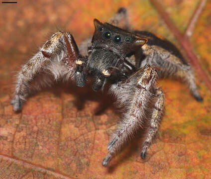 Image of Phidippus pacosauritus