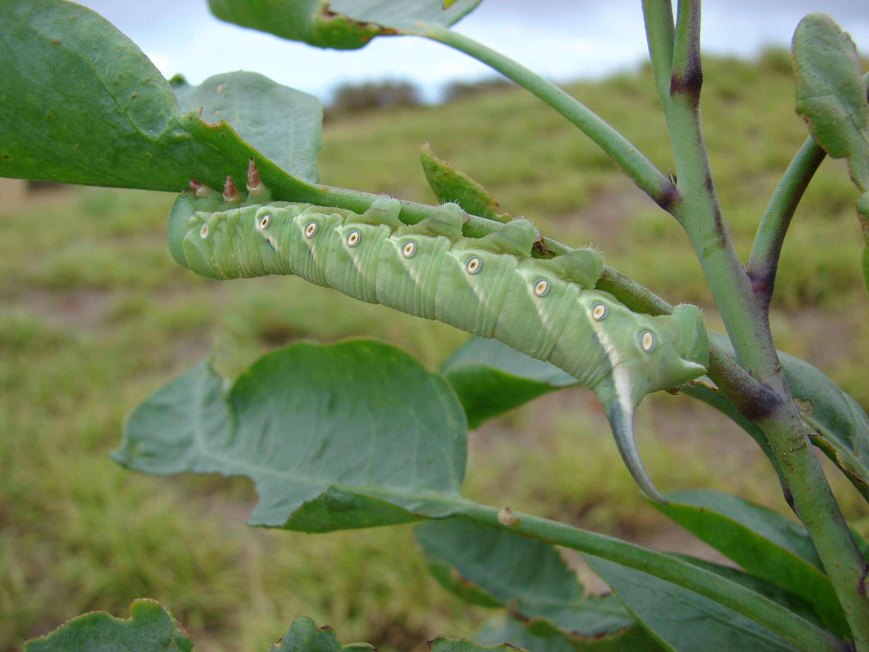 Image of tree tobacco