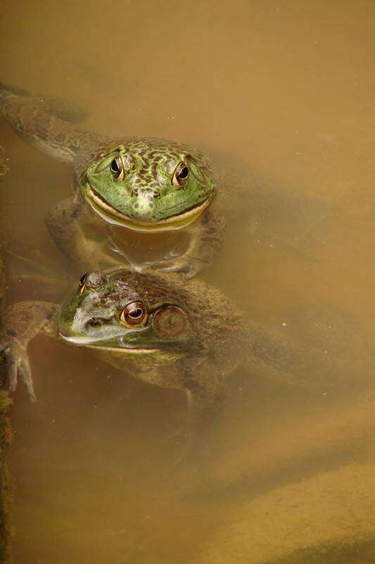 Image of American Bullfrog