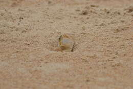 Image of Atlantic Ghost Crab