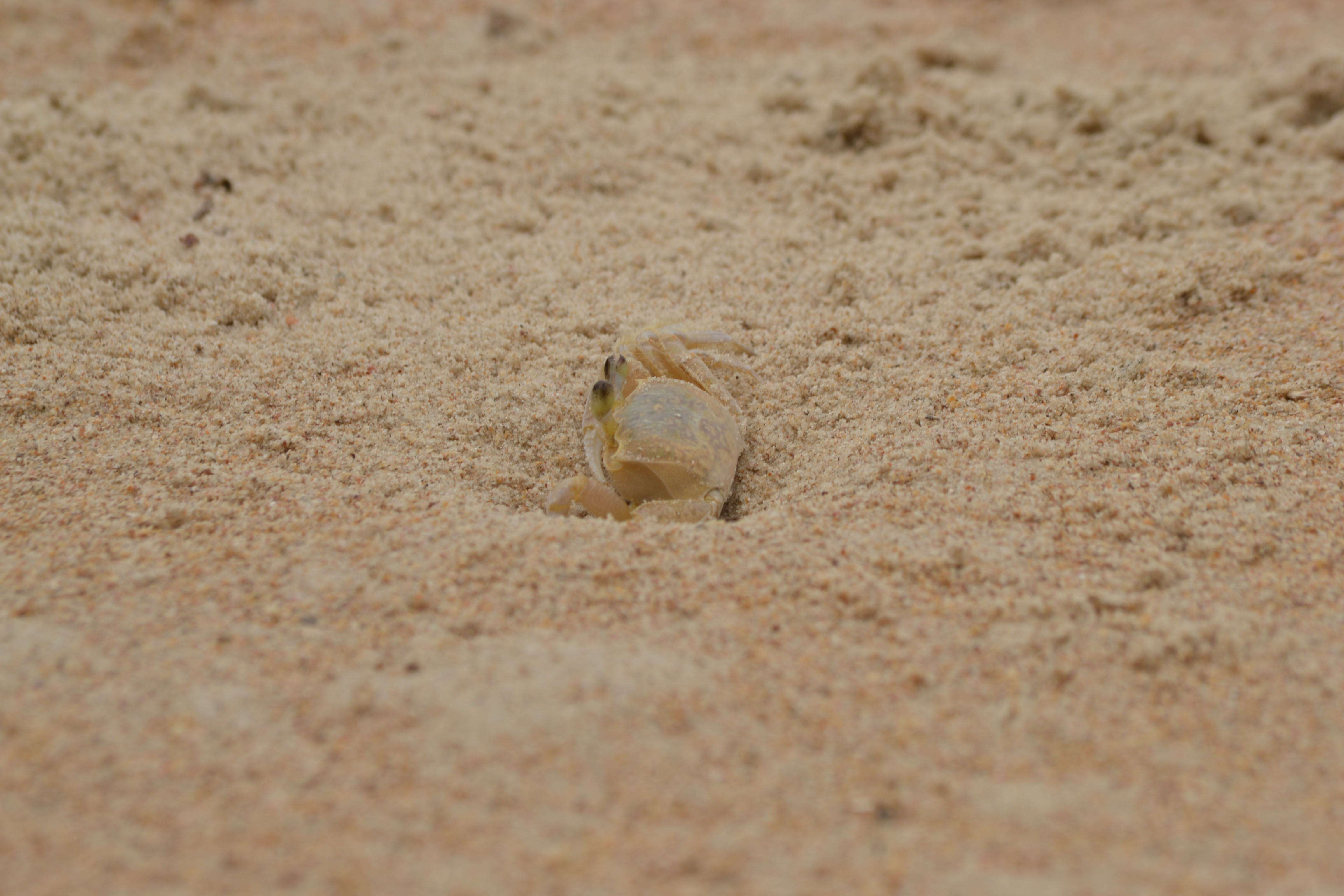 Image of Atlantic Ghost Crab