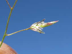 Image of Australian lovegrass