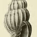 Vexillum acromiale (Hedley 1915)的圖片