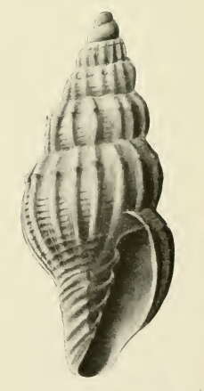 Image of Vexillum acromiale (Hedley 1915)