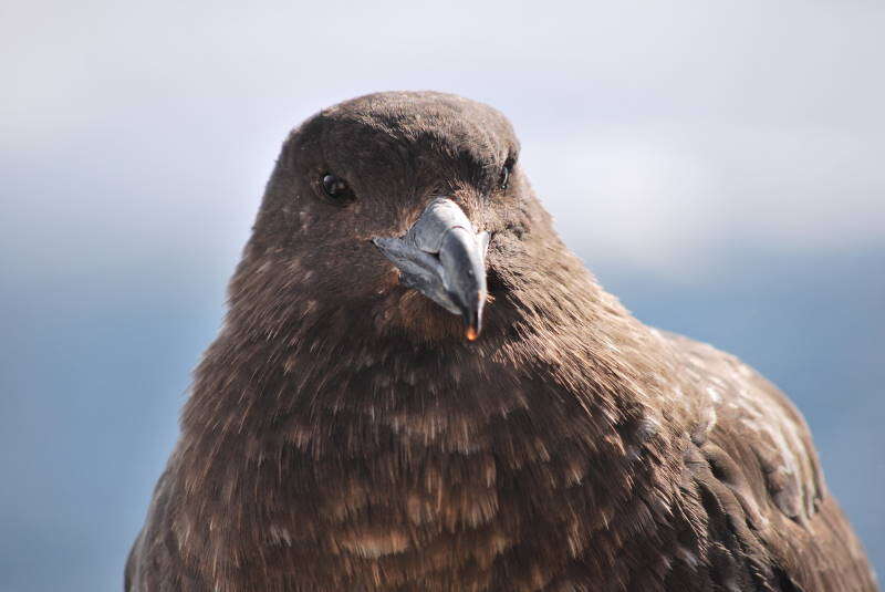 Image of Brown Skua