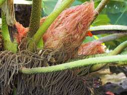 Image of giant rhubarb