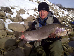 Image of Oncorhynchus clarki utah