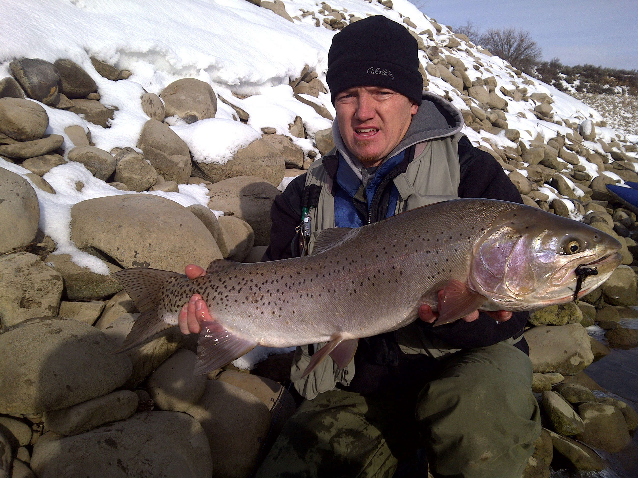 Image of Oncorhynchus clarki utah