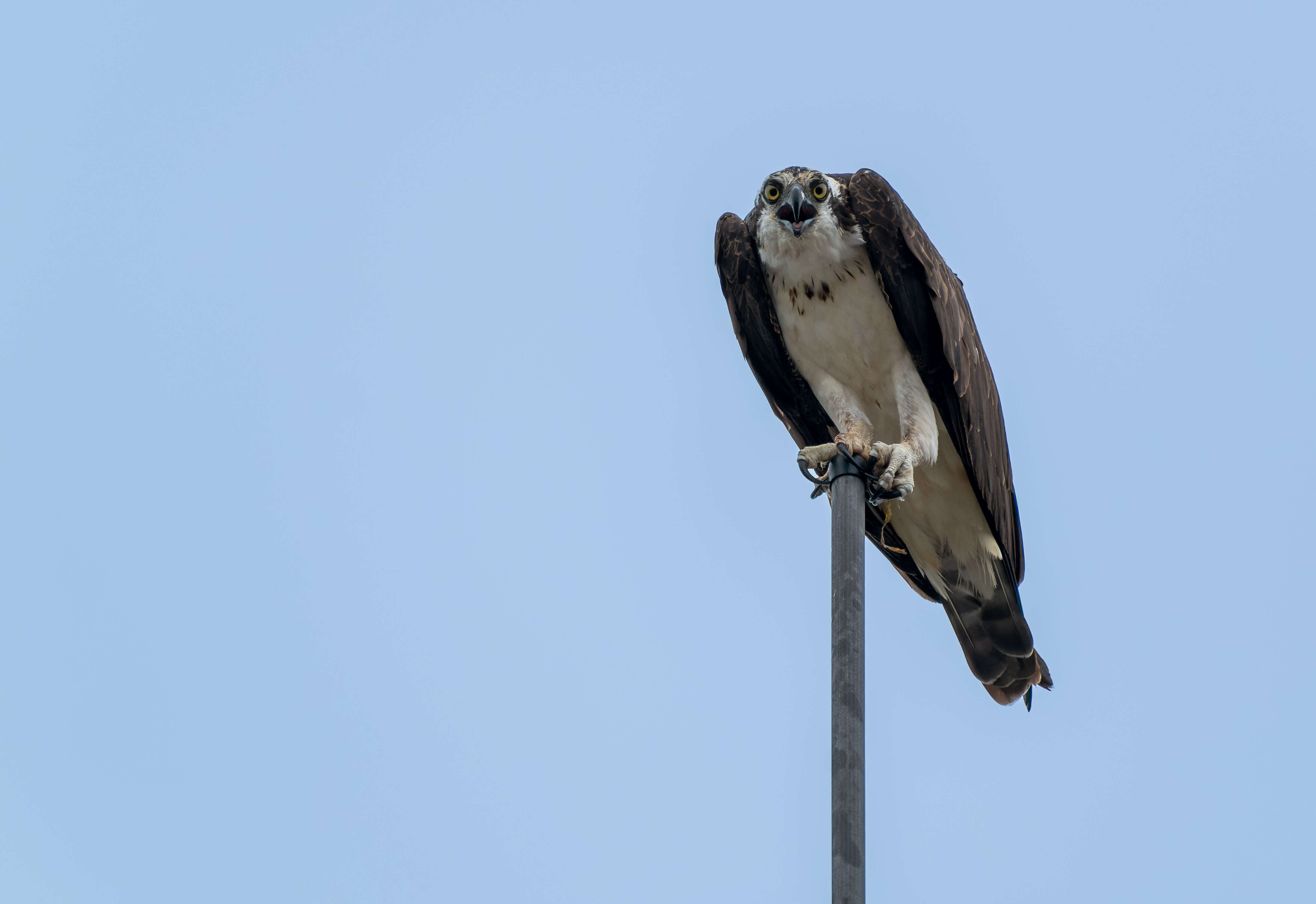 Image of ospreys