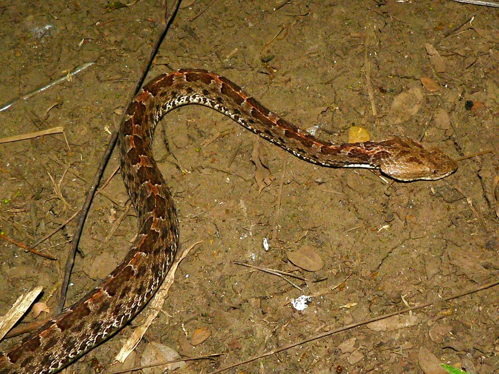 Image of Slender Hognose Viper