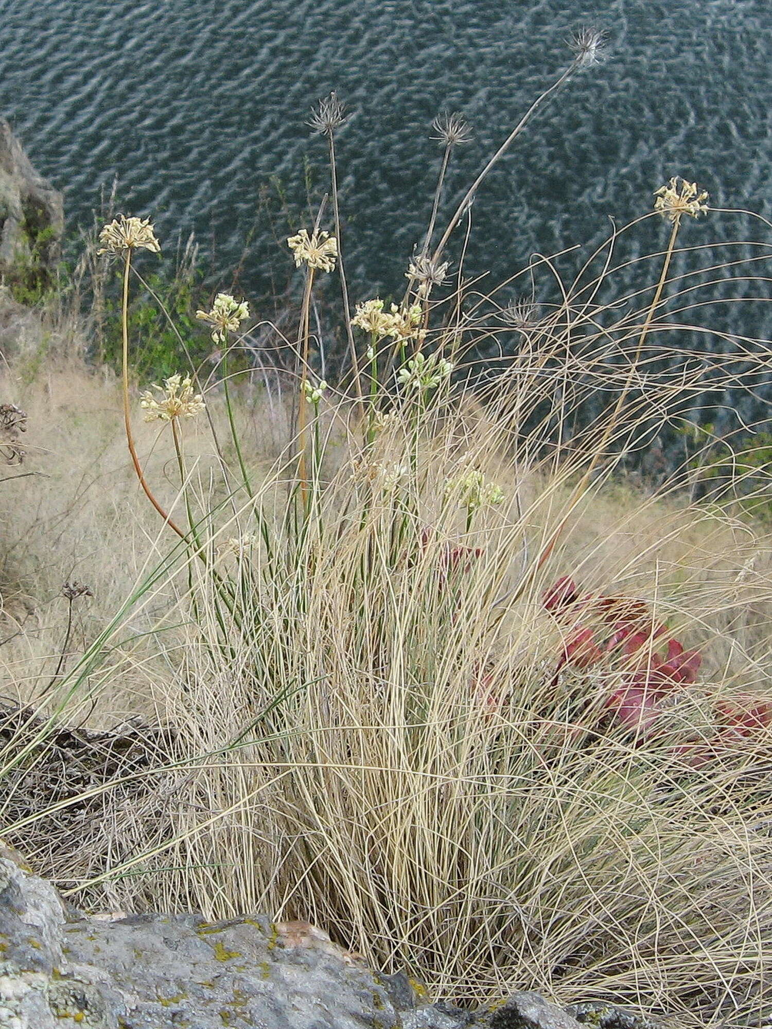 Image of Allium flavescens Besser