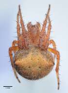 Image of Araneus bispinosus (Keyserling 1885)