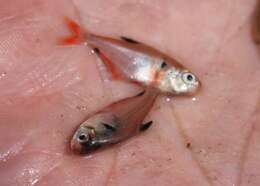 Image of Blood characin