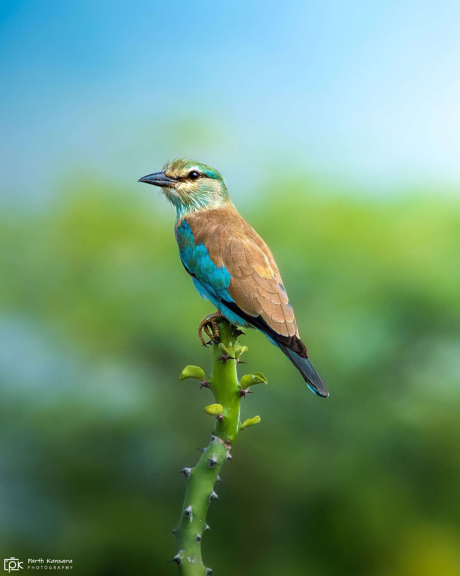 Image of European Roller