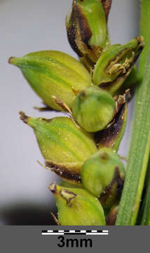 Image of carnation sedge