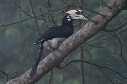 Image of Oriental Pied Hornbill