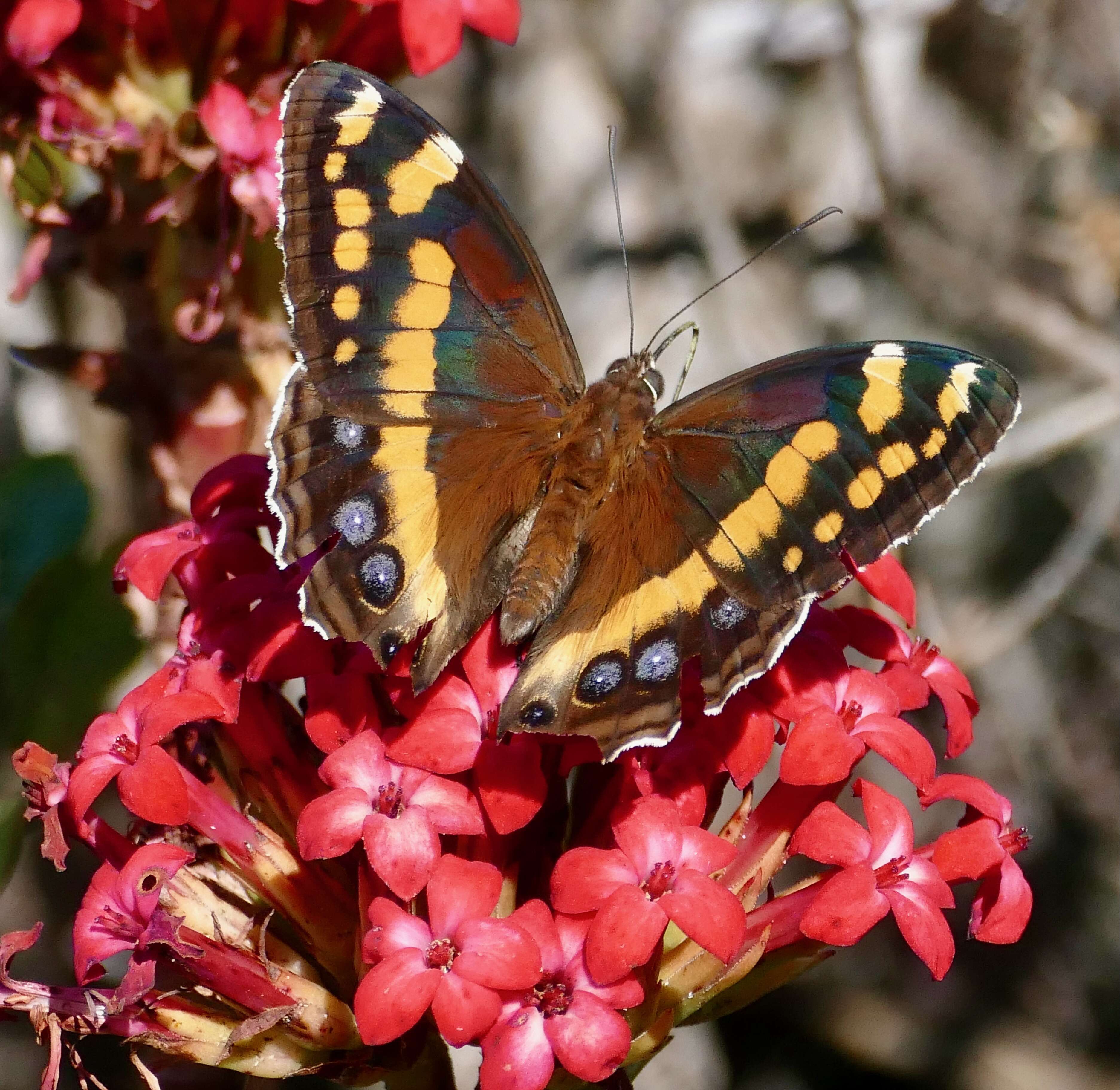 Imagem de Aeropetes tulbaghia