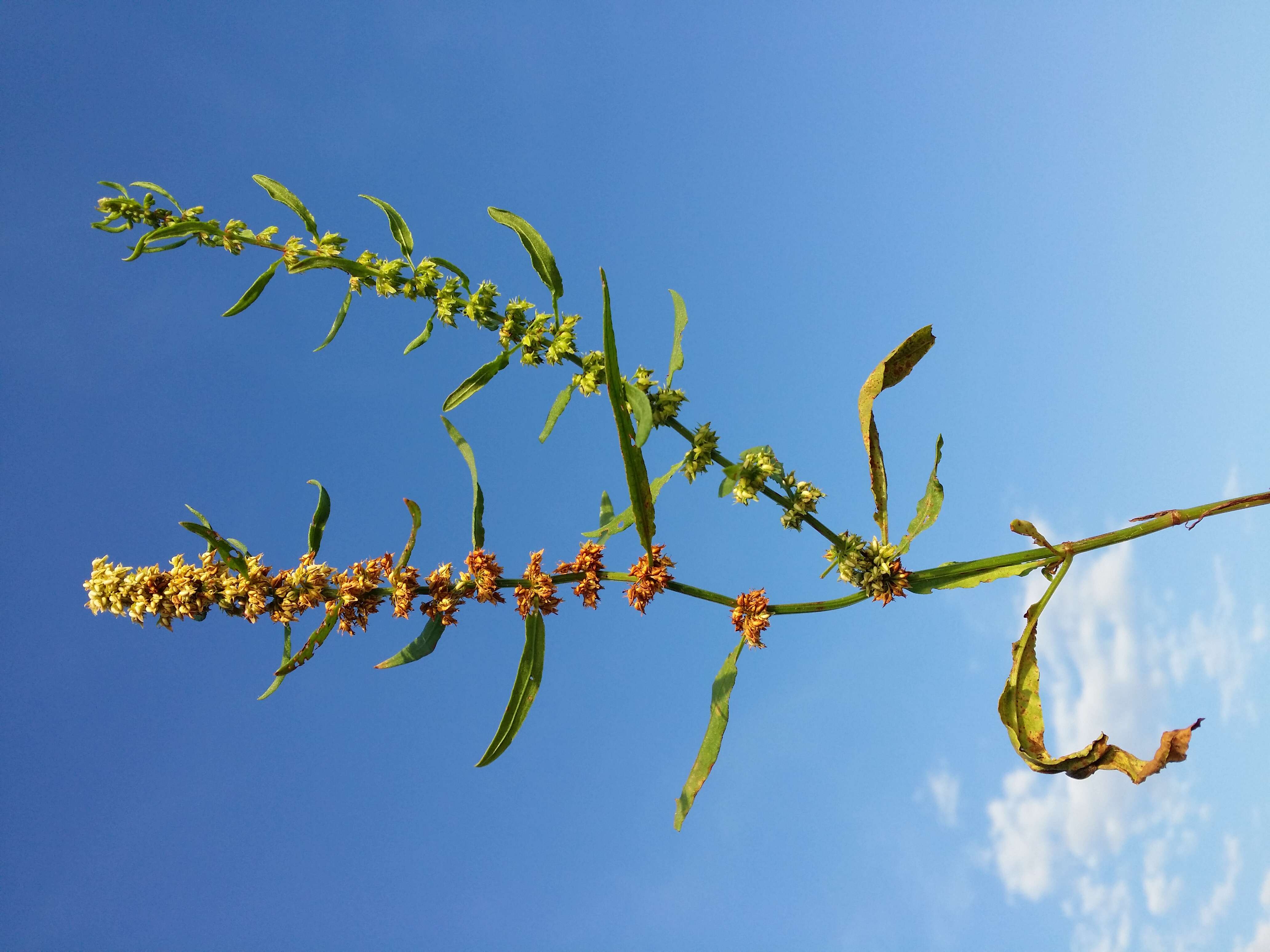 Rumex palustris Sm. resmi