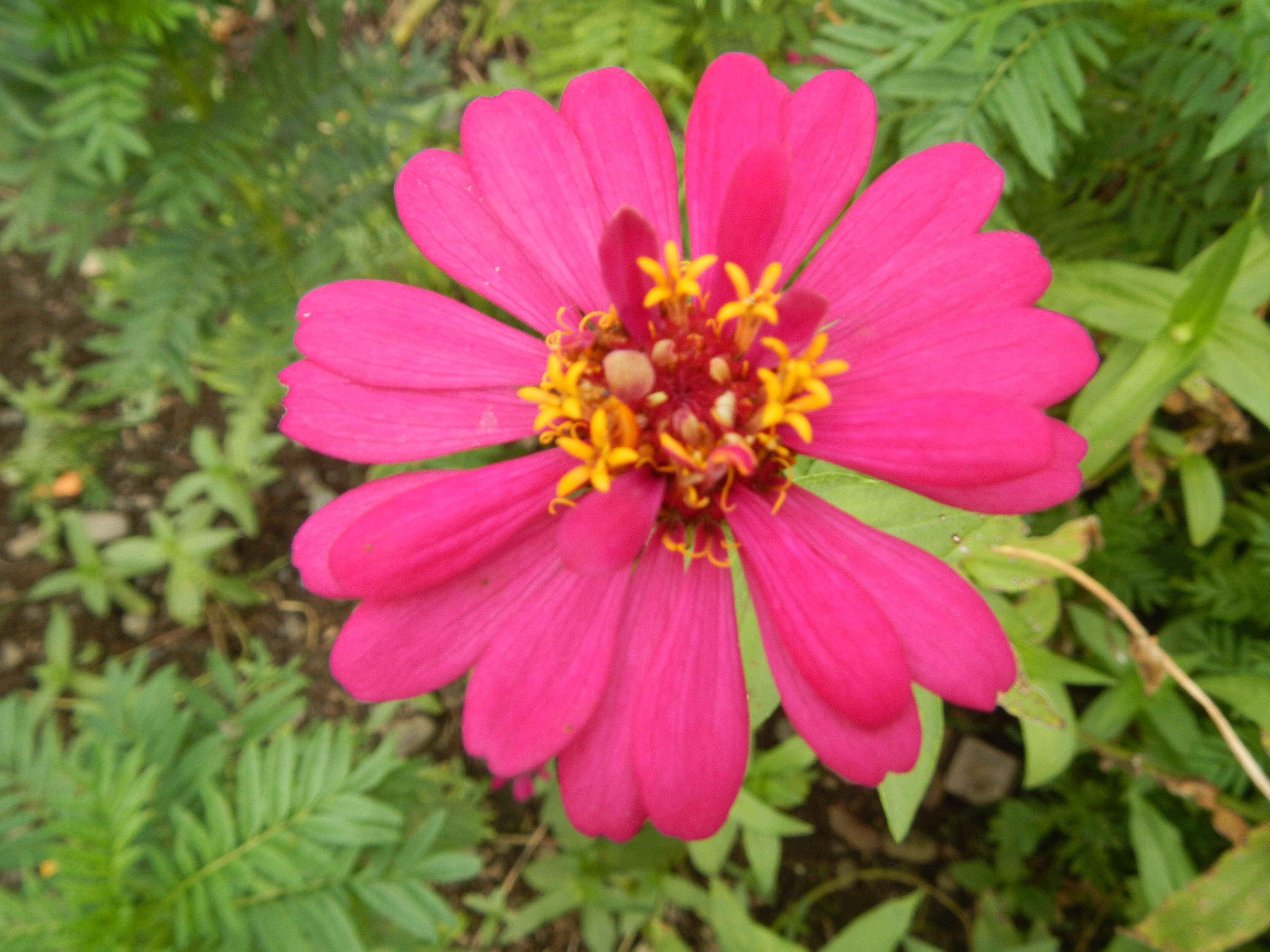 Image of zinnia