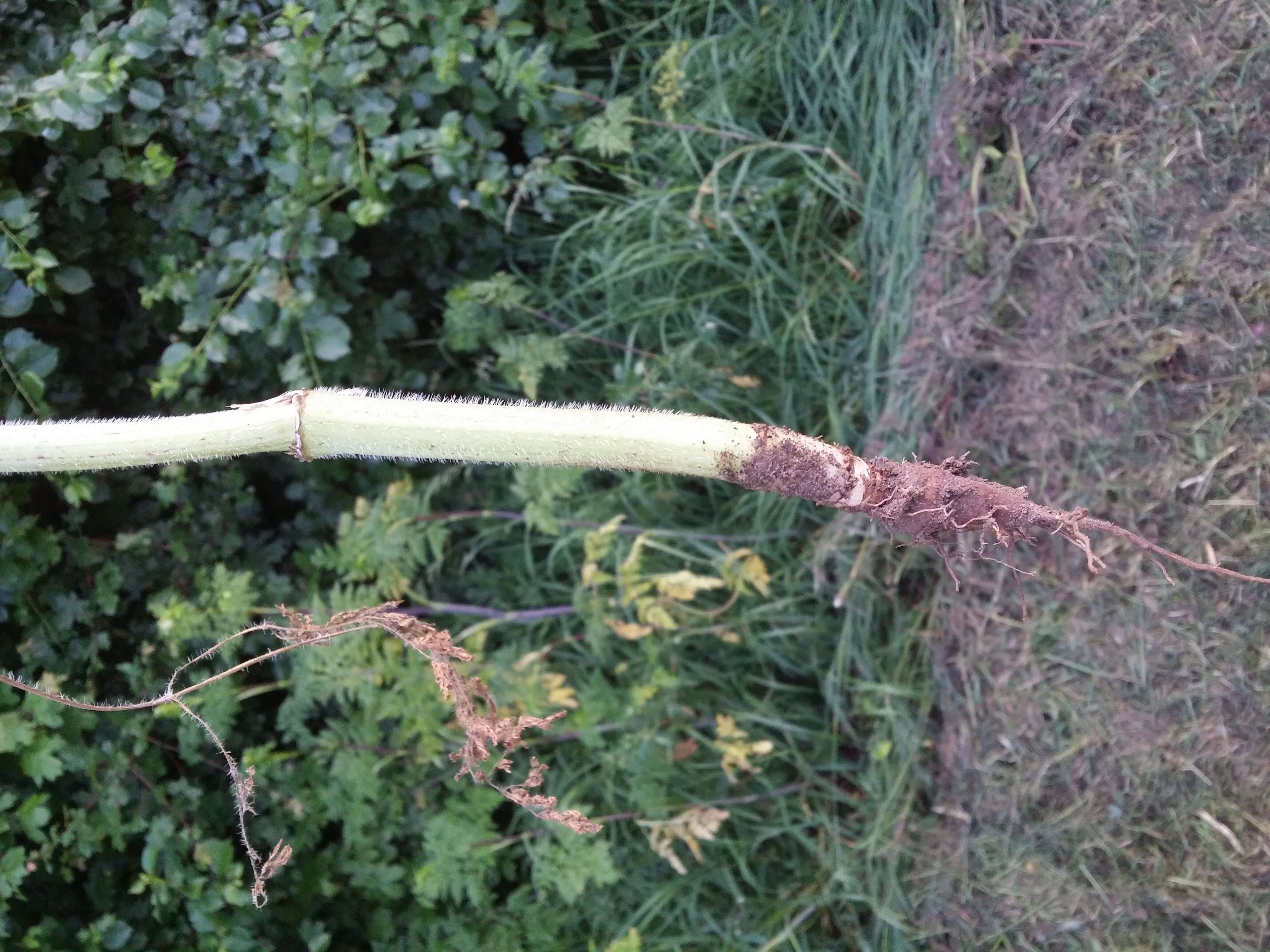 Image of bulbous chervil