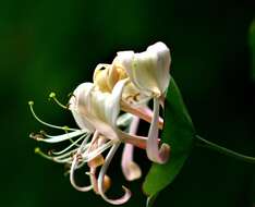 Image of Italian Honeysuckle