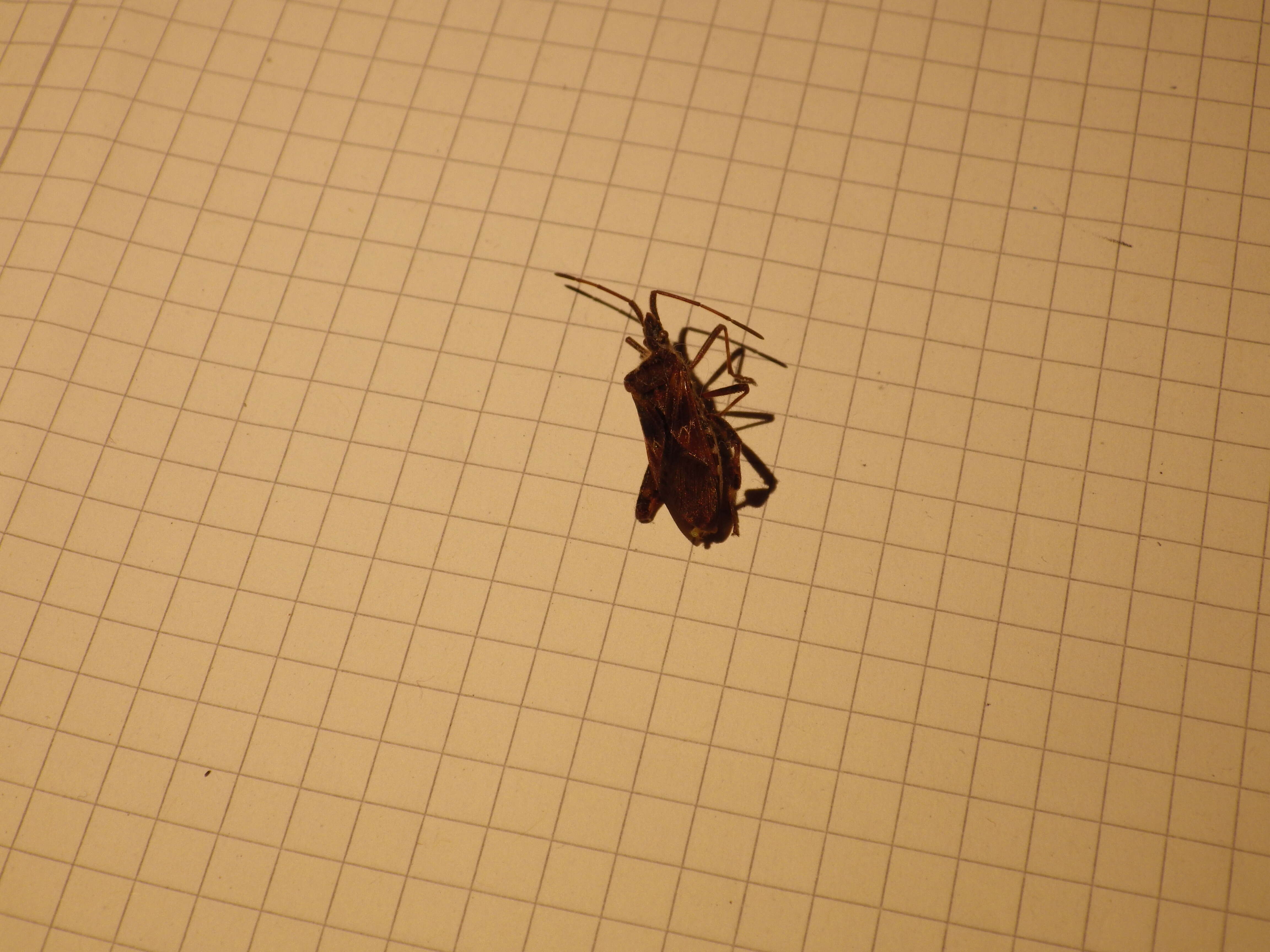 Image of Pine Seed Bug