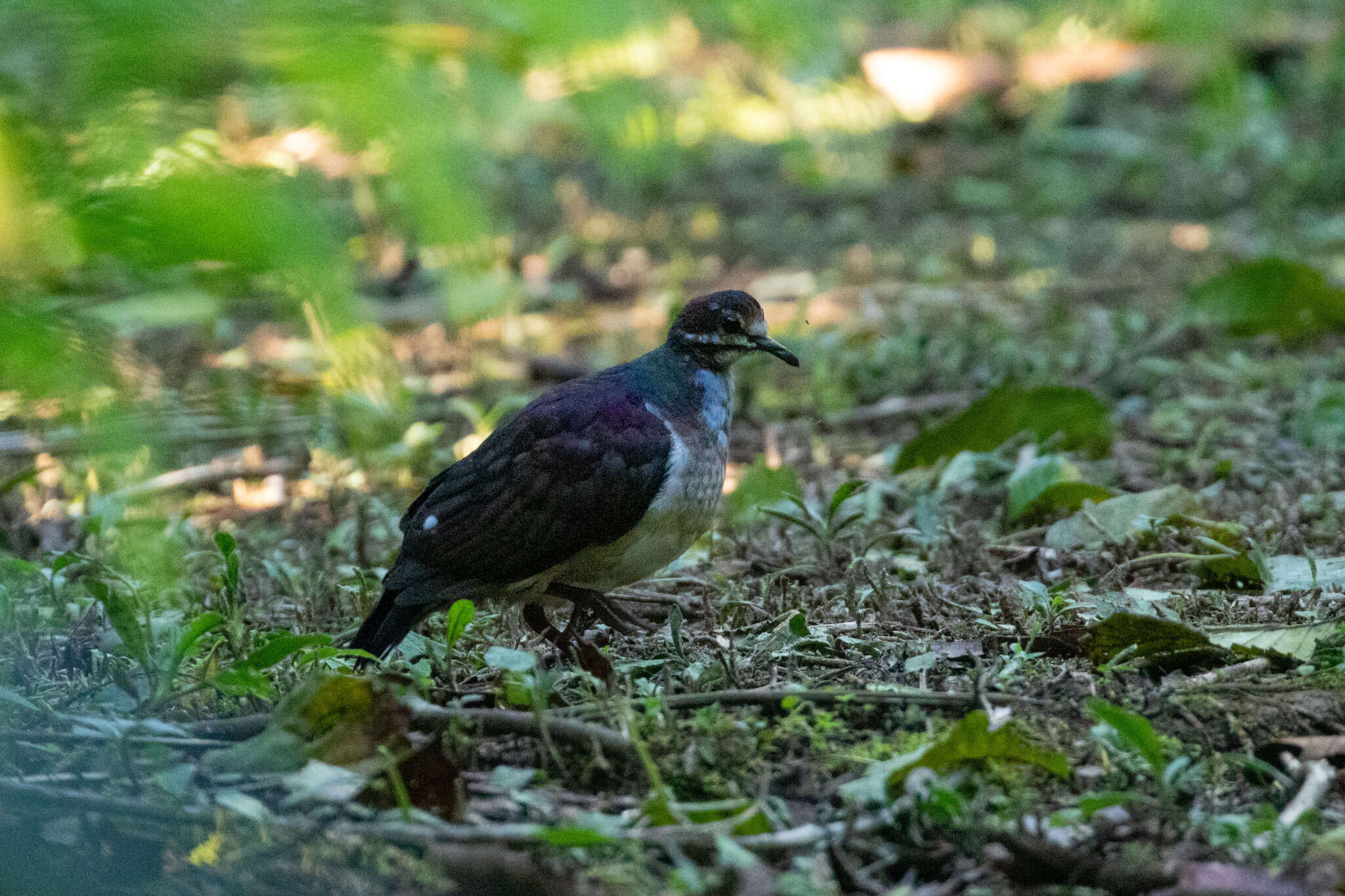 Image of Saphire Quail Dove