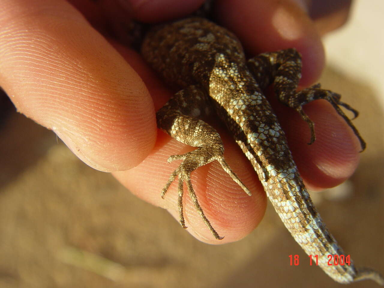 Image of Socorro Island Tree Lizard