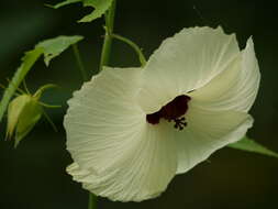 Hibiscus vitifolius L.的圖片