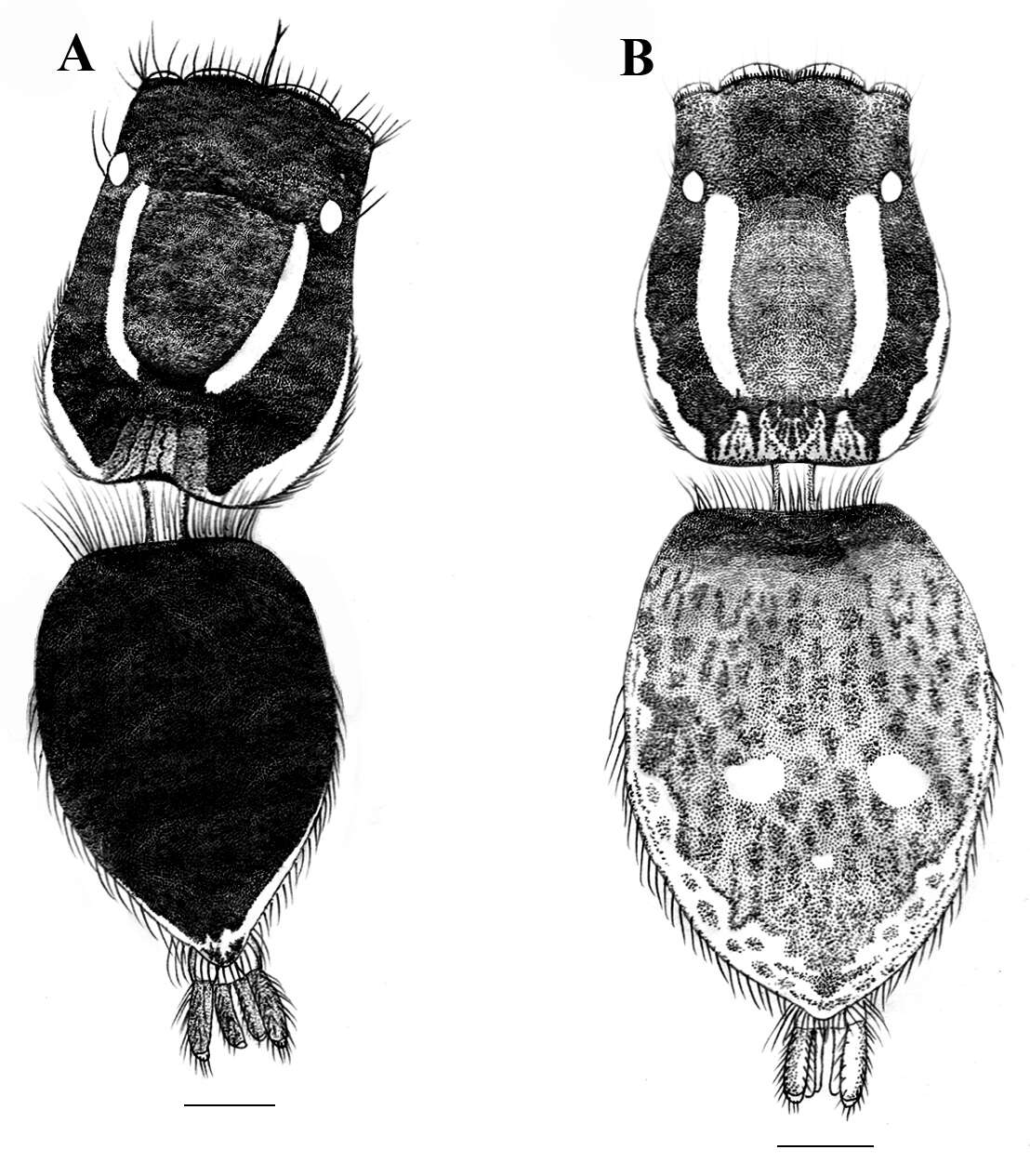 Image of Stenaelurillus albus Sebastian, Sankaran, Malamel & Joseph 2015