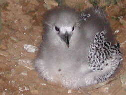 Image of Red-tailed Tropicbird