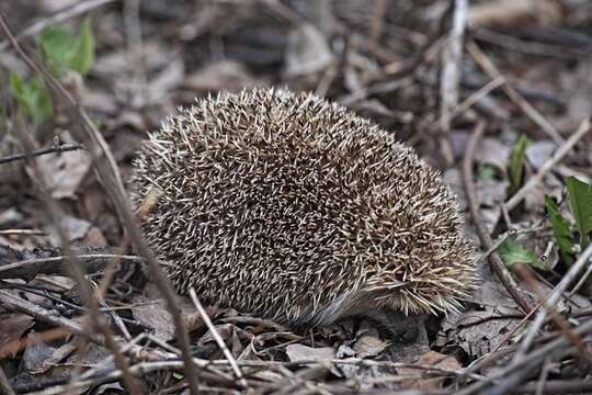 Image of Amur Hedgehog