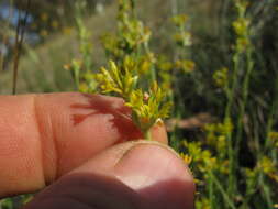 Image of Pimelea curviflora R. Br.